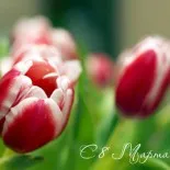Felicitări și poezie, o cutie de idei și ateliere de lucru (Gusevoy Natali Evgenevny) Felicitări și poezie, o cutie de idei și ateliere