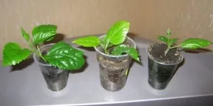 Condiții de flori de îngrijire la domiciliu hibiscus