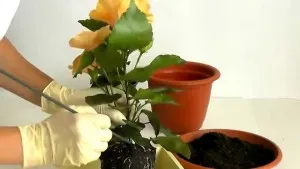Condiții de flori de îngrijire la domiciliu hibiscus