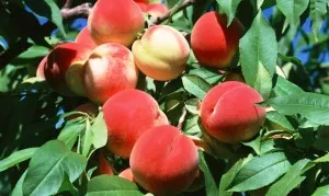 Reguli pentru îngrijirea și cultivarea de piersici