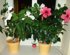 Condiții de flori de îngrijire la domiciliu hibiscus