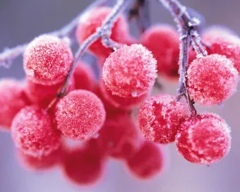 fructe de padure Freeze adecvat pentru iarna