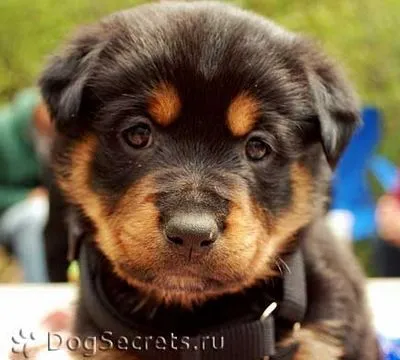 Pentru a alimenta catelul Rottweiler, cum să se hrănească