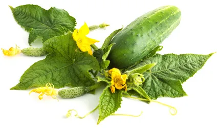 nutriție adecvată pentru alergii