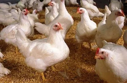 Condiții de pui de carne de alimentare la domiciliu