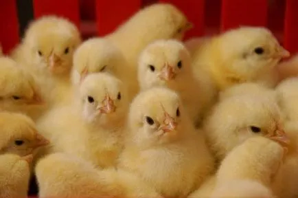 Prepararea „enroflon“ chick - medicament eficient pentru tratamentul și prevenirea