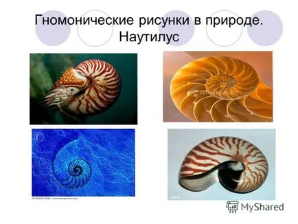 Prezentarea pe ceea ce Gnomon Gnomon profesor de geografie de geografie Davydova, etc.