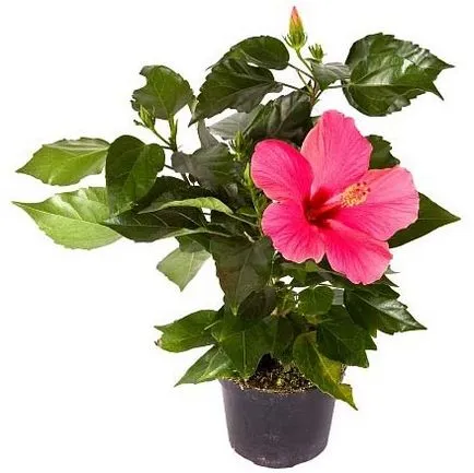 Condiții de flori de îngrijire la domiciliu hibiscus