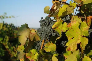 producția de vin