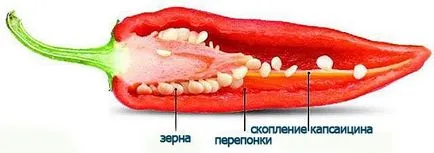 Utilizarea de capsaicină și capsaicină, care este