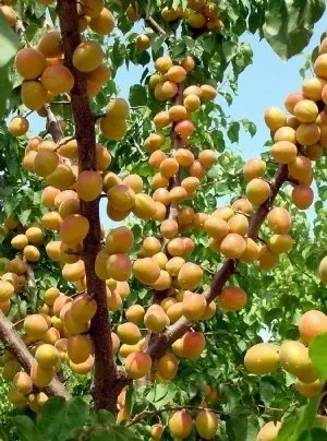 Sfaturi pentru caise Dovedit de plantare de primăvară (plantare de caise) Sfaturi pentru Dovedit de caise plantare de primăvară
