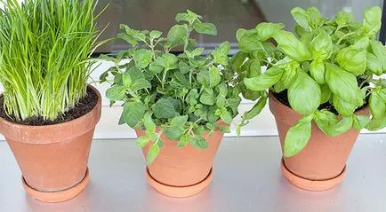 ierburi picante pe pervazul ferestrei - reguli de plantare, cultivare, îngrijire, video (verde) ierburi picante pe pervazul ferestrei - reguli de plantare, cultivare, îngrijire, video