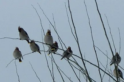 waxwings Păsări, descrierea lor, produse alimentare; waxwings beat (păsări waxwings) waxwings Păsări, descrierea lor, produse alimentare; waxwings beat