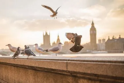 Bird în limba engleză - numele păsărilor în limba engleză cu traducere (păsări) Bird în limba engleză - nume Bird în limba engleză cu traducere