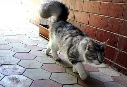 giganți furry