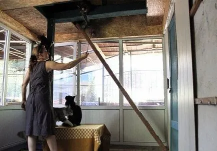 giganți furry