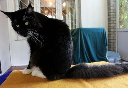 giganți furry