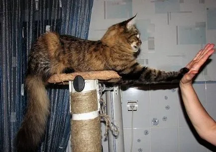 giganți furry