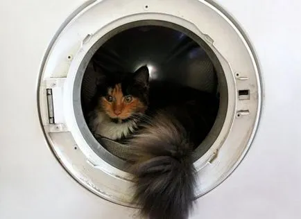 giganți furry