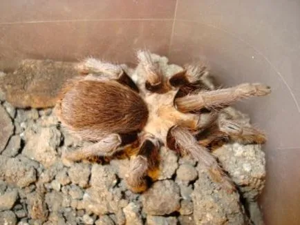 Tarantule, păianjeni de conținut la domiciliu