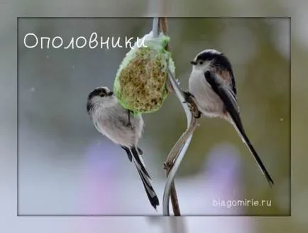 fotografii de păsări TIT cu nume