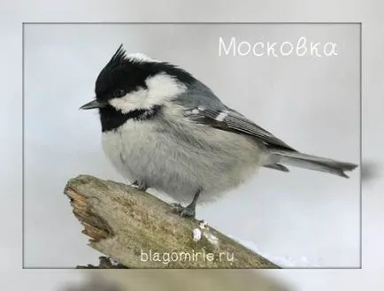 fotografii de păsări TIT cu nume