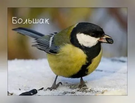 fotografii de păsări TIT cu nume