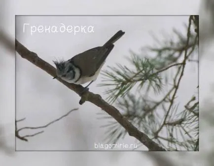 fotografii de păsări TIT cu nume
