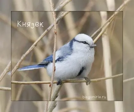 fotografii de păsări TIT cu nume