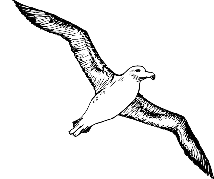 Bird în limba engleză - nume Bird în limba engleză cu traducere (titluri) Bird în limba engleză - nume Bird în limba engleză cu traducere