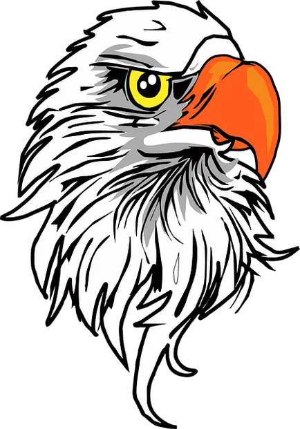 Bird în limba engleză - numele păsărilor în limba engleză cu traducere (păsări) Bird în limba engleză - nume Bird în limba engleză cu traducere
