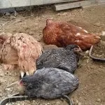 boli comune de pui in simptomelor lor si tratament, foto și video de revizuire