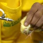boli comune de pui in simptomelor lor si tratament, foto și video de revizuire