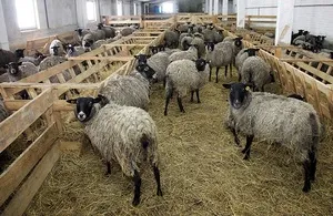 Oi în special acasă miei și conținut de oaie în filiala personale (condiții) Oile la domiciliu în special conținutul de ovine și caprine în filiala personale