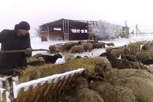Oi în special acasă miei și conținut de oaie în filiala personale (condiții) Oile la domiciliu în special conținutul de ovine și caprine în filiala personale