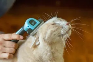 pisici pieptene fuminator modul de a alege, de a folosi ca un ajutor decât înlocuirea Scărpinătorul (pieptene) Pieptene pentru pisici fuminator modul de a alege, de a folosi ca un ajutor decât înlocuirea scratcher