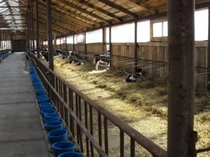 Viței crescuți pentru carne ca îngrășarea vițeilor la domiciliu