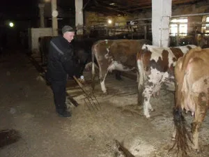 Viței crescuți pentru carne ca îngrășarea vițeilor la domiciliu