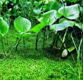 Plante mlaștinilor 1