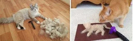 pisici pieptene fuminator modul de a alege, de a folosi ca un ajutor decât înlocui Scărpinătorul (ajutor) Pieptene pentru pisici fuminator modul de a alege, de a folosi ca un ajutor decât înlocuirea scratcher