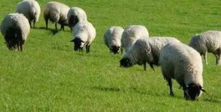 Oile la domiciliu pentru începători (începători) Oile la domiciliu pentru începători