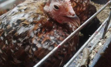 boli comune de pui in simptomelor lor si tratament, foto și video de revizuire