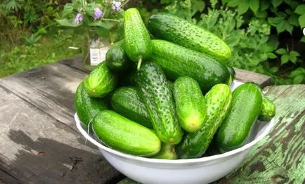 soiuri timpurii de castraveți pentru a numi o seră cu fotografii, descrieri, cum să obțineți o recoltă bună, video