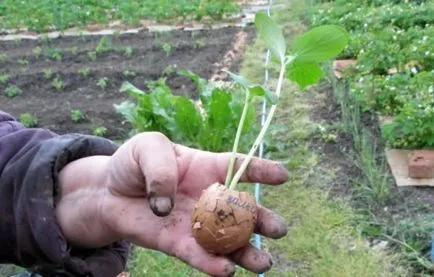 Răsaduri de castravete în cojii (puieți) Răsaduri de castraveți în cojii