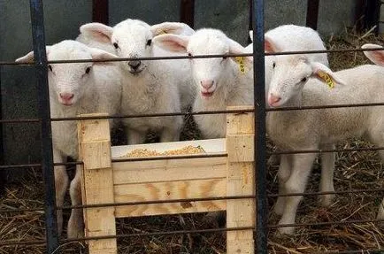 Oile la domiciliu pentru incepatori (ovine) Oile la domiciliu pentru începători