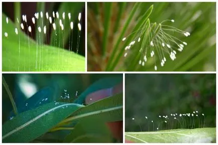 Plantele care infloresc doar o singura data