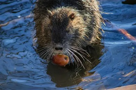 nutrie Stud și conținutul în casă (home) De reproducție nutria, și conținutul la domiciliu