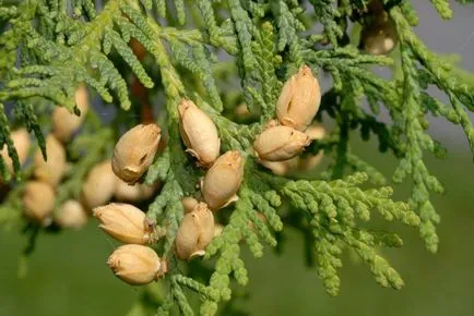 Reproducerea Arborvitae butași, semințe, ramuri de la domiciliu
