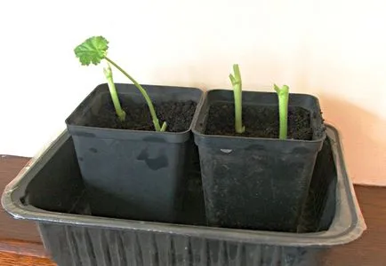 Propagarea prin butași de pas cu pas instrucțiunile geranium (creșterea geranium sapling) Propagarea prin butasi de pas cu pas ghid muscata