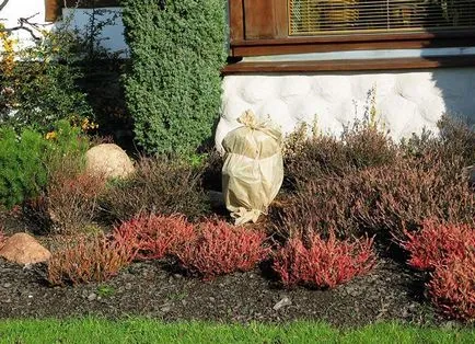 Reproducerea Arborvitae butași, semințe, ramuri de la domiciliu